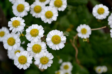 Obraz premium Daisy flower. Chrysanthemum parthenium. Tanacetum. Perennial flowering plant. Beautiful flower abstract background of nature. Summer landscape. Floriculture