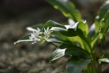 Obraz premium Blühender Bärlauch (Allium ursinum)