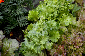 Lettuce salad. Annual herbaceous plant. Lactuca sativa. Beautiful green abstract background of nature. Vegetable culture. Vitamin greens. Tasty and healthy. Home garden
