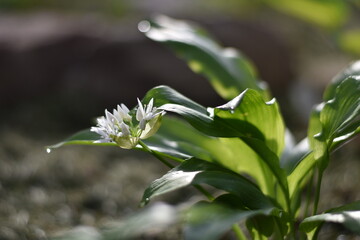 Blühender Bärlauch (Allium ursinum)