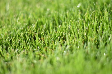 Rasen mit Tautropfen