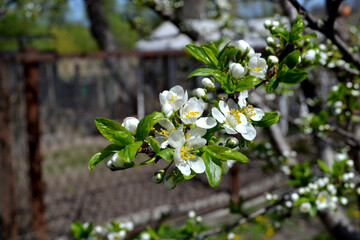 Beautiful floral spring abstract background of nature. Plum tree. Prunus