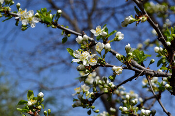 Beautiful floral spring abstract background of nature. Plum tree. Prunus