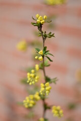 Blühende Berberitze (Berberis vulgaris)