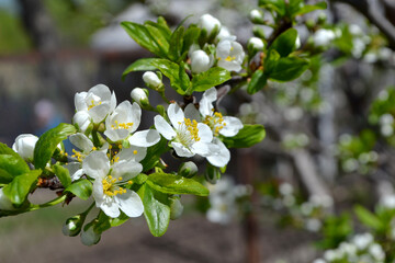 Beautiful floral spring abstract background of nature. Plum tree. Prunus