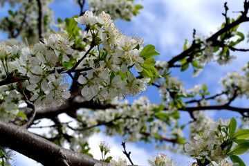 Beautiful floral spring abstract background of nature. Plum tree. Prunus