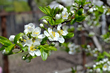 Beautiful floral spring abstract background of nature. Plum tree. Prunus
