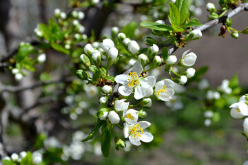 Beautiful floral spring abstract background of nature. Plum tree. Prunus