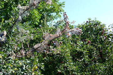 Beautiful floral spring abstract background of nature. Plum tree. Prunus