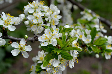 Beautiful floral spring abstract background of nature. Plum tree. Prunus