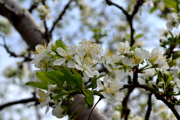 Beautiful floral spring abstract background of nature. Plum tree. Prunus