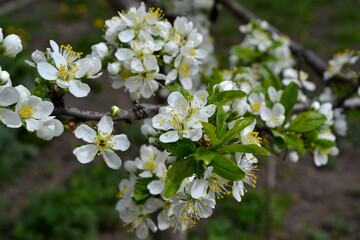 Beautiful floral spring abstract background of nature. Plum tree. Prunus