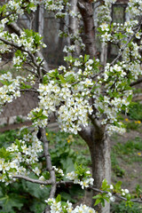 Beautiful floral spring abstract background of nature. Plum tree. Prunus