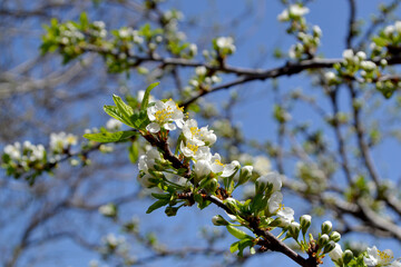 Beautiful floral spring abstract background of nature. Plum tree. Prunus