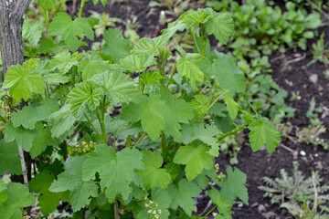 Black currant. Ribes nigrum. Beautiful green spring background of nature. Spring green flowers on a tree branch. Black currant in bloom. Gardening, garden, flower bed. House, field, farm, village