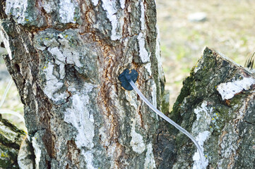 close-up - collecting birch sap with the help of a medical tube, which is inserted into the hole in...