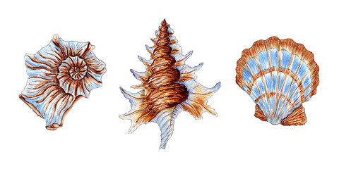 Obraz premium Watercolor illustration set of beautiful sea shells in beige and blue colors. Underwater world. Tropical oyster shell. External skeleton of molluscs, security, home. Isolated over white background.