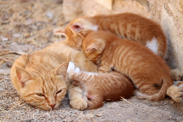 Red mother cat with sleeping kittens lying on a street. Cat family resting outdoor