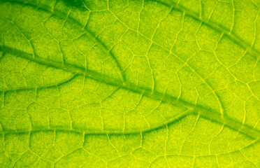 Naklejka na ściany i meble Close up of green leaf of plant as background.