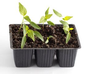 Bell pepper seedlings on a white background.