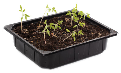 Tomato seedlings on a white background.