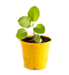 Eggplant seedling on a white background.