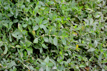 Knotweed bird. Polygonum aviculare. Spring landscape