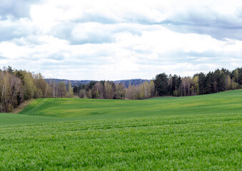 Large field with fresh green grass and forest in the background. Above the field is a sky with thick clouds.