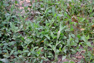 Knotweed bird. Polygonum aviculare. Spring landscape