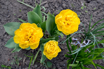 Beautiful flower abstract background of nature. Spring landscape. Tulip. Tulipa