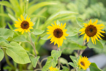 Mini sunflowers in the garden
