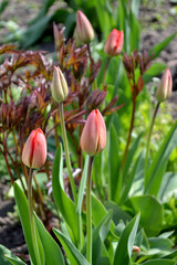 Beautiful flower abstract background of nature. Spring landscape. Tulip. Tulipa