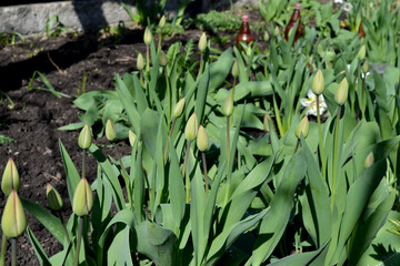 Obraz premium Beautiful flower abstract background of nature. Spring landscape. Tulip. Tulipa