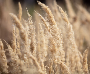 Obraz na płótnie Canvas Dry ears of grass as a background.