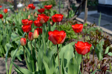 Beautiful flower abstract background of nature. Spring landscape. Tulip. Tulipa
