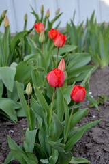 Beautiful flower abstract background of nature. Spring landscape. Tulip. Tulipa