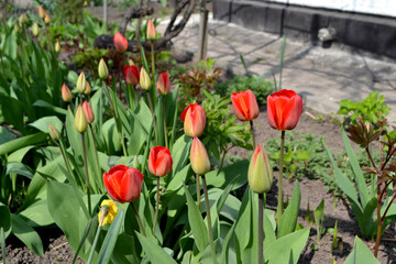 Perennial flowering plant. Beautiful flower abstract background of nature. Spring landscape. Tulip. Tulipa. Red flowers. Floriculture, home flower bed