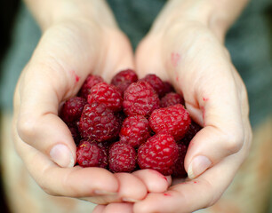Handful of sweet ripe red raspberries summer fruits in woman palms hands arms on the blurred background