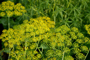 Dill. Anethum graveolens. Beautiful herbal abstract background of nature. Spring landscape. Essential oil. Popular cooking seasoning. Home plants, products. Gardening. Natural. House, field, farm