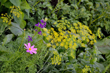 Anethum graveolens. Dill. Beautiful herbal abstract background of nature. Spring landscape. Essential oil. Popular cooking seasoning. Home plants, products. Gardening. Natural. House, field, farm