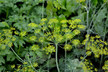 Dill. Anethum graveolens. Beautiful herbal abstract background of nature. Spring landscape. Essential. Popular cooking seasoning