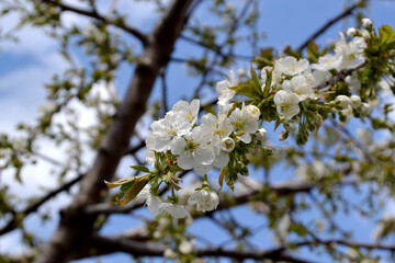 Sweet cherry tree. Beautiful floral spring abstract background of nature. Prunus avium. Spring white flowers on a tree branch. Sweet cherry tree in bloom. Spring, seasons, flowers