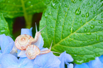水色の紫陽花の花の上にいる仲の良い二匹のカタツムリ Wall Mural Sora Nus 水色の紫陽花の花の上にいる仲の良い二匹のカタツムリ Wall Mural Sora Nus