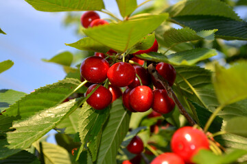 Beautiful background of nature. Sweet cherry. Prunus avium