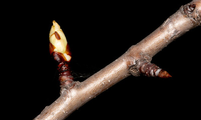 Buds on a branch of pears in the spring on a black background.