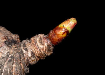 Buds on a branch of cherry blossoms in spring on a black background.