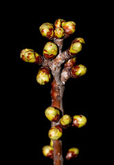 Buds on a branch of cherry blossoms in spring on a black background.