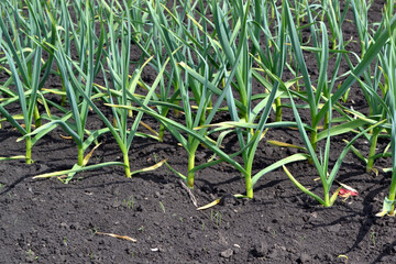 Garlic, green sprouts. Allium sativum. Perennial herb, family Amaryllidaceae. Beautiful abstract background of nature. Spring landscape. Spring day, home