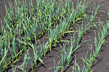 Allium sativum. Garlic, green sprouts.Beautiful abstract background of nature
