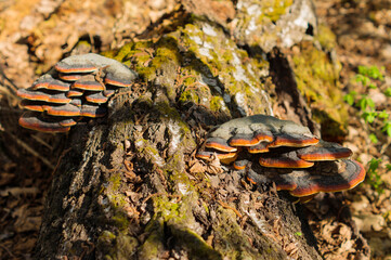Bracket fungus growing from the stump of a dead beech tree. Natural background